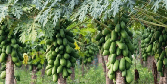 Colima figura como el segundo productor de papaya en México