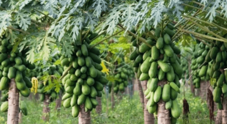Colima figura como el segundo productor de papaya en México