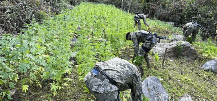 Sedena decomisa 80 mil kilos de marihuana en Colima durante los últimos 4 meses