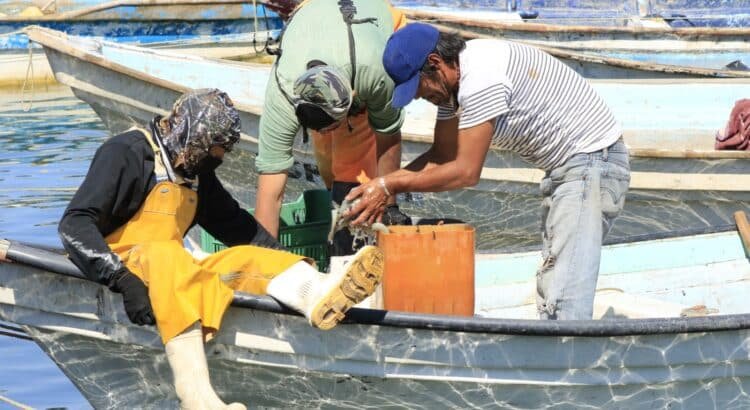 Conapesca combate pesca ilegal en costas de Colima   