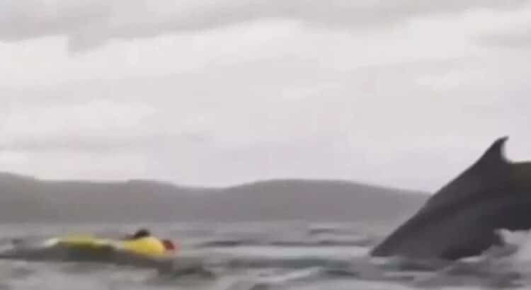 Se lo tragó una ballena … y sobrevivió para contarlo