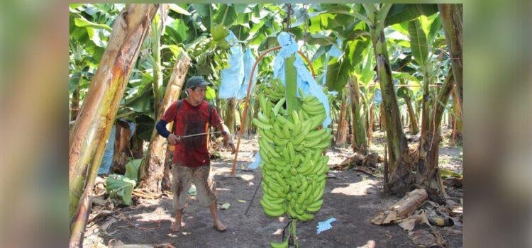 Agricultores en espera de centrales de abasto prometidas por la gobernadora de Colima