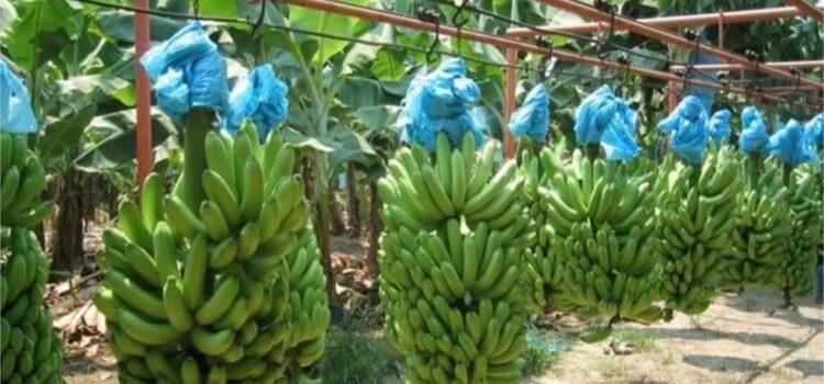 Aranceles no afectarán exportación de plátano de Colima