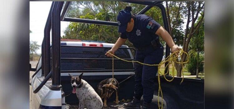 Rescate de 12 animales en situación de abandono en Villa de Álvarez