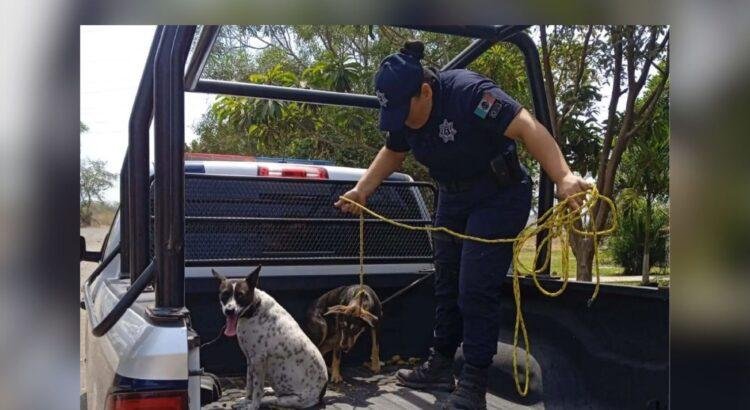 Rescate de 12 animales en situación de abandono en Villa de Álvarez