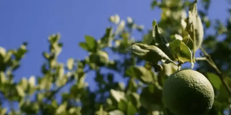 Prevén escasez de limón