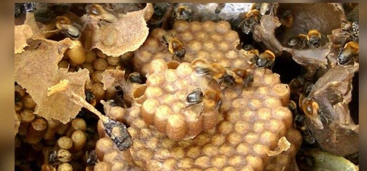 Colima castiga con hasta 8 años de cárcel el uso de pesticidas que maten abejas