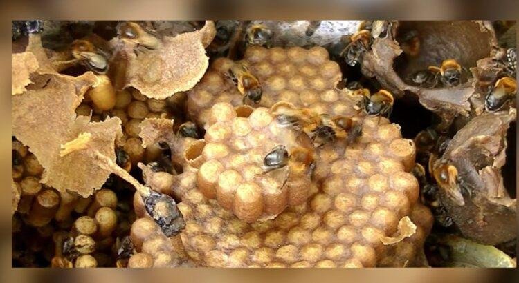 Colima castiga con hasta 8 años de cárcel el uso de pesticidas que maten abejas