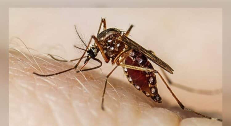 Colima reporta mínimo histórico de casos de dengue
