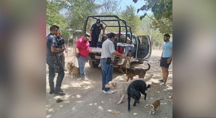 Colima garantiza que no se sacrificarán animales en su centro de control