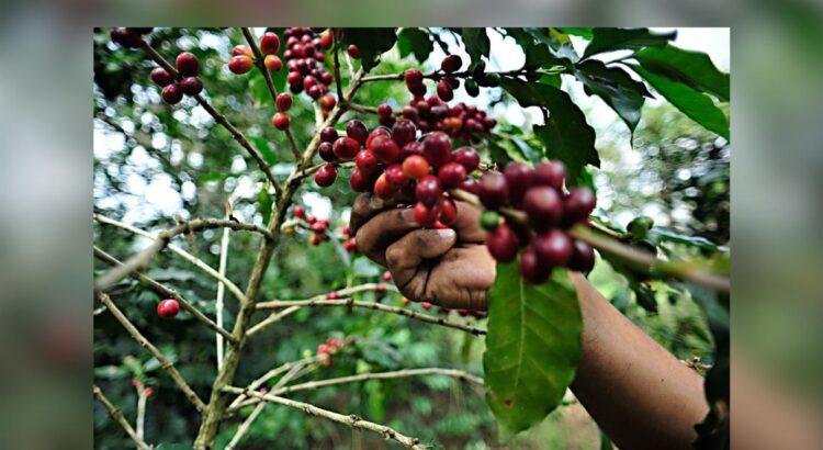 Colima lleva café de especialidad a Europa