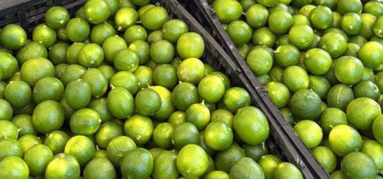 Buscan precio de garantía para limón en Colima 