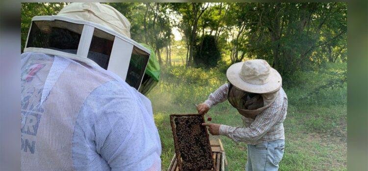 Producción de miel en Colima cae por el uso de agroquímicos