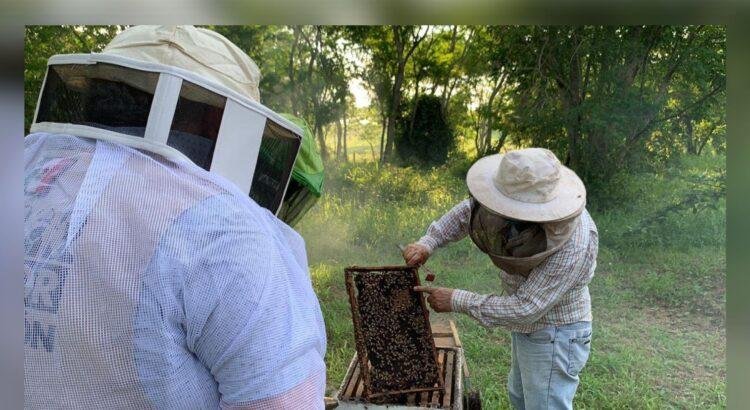 Producción de miel en Colima cae por el uso de agroquímicos