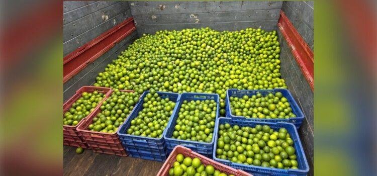 Colapsa rentabilidad del limón en Colima Colapsa rentabilidad del limón en Colima