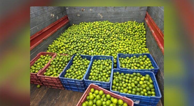 Colapsa rentabilidad del limón en Colima