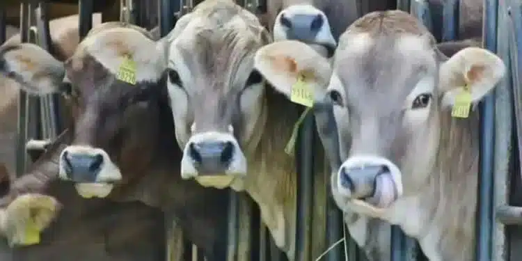 Ordena Estados Unidos el cierre de la frontera a ganado mexicano