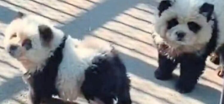 Zoológico da a los visitantes perro por panda