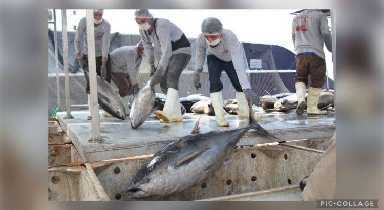 Pesca ilegal persiste en costas de Colima
