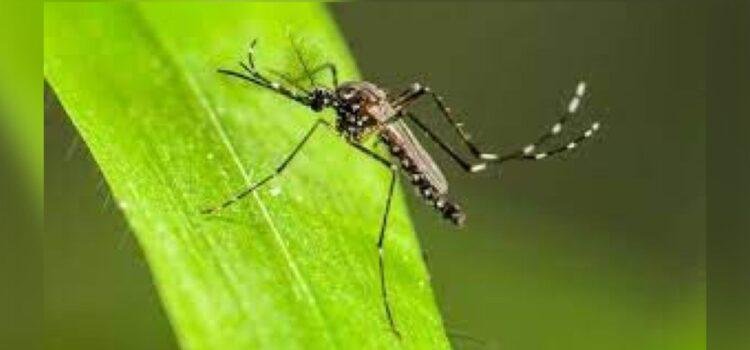 Colima enfrenta aumento alarmante de dengue, van más de mil 370 casos
