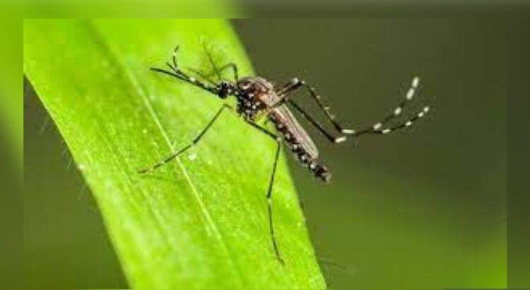 Colima enfrenta aumento alarmante de dengue, van más de mil 370 casos