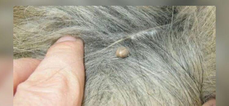 Alerta por Ehrlichia en Tecomán, Colima
