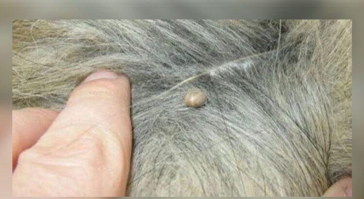 Alerta por Ehrlichia en Tecomán, Colima