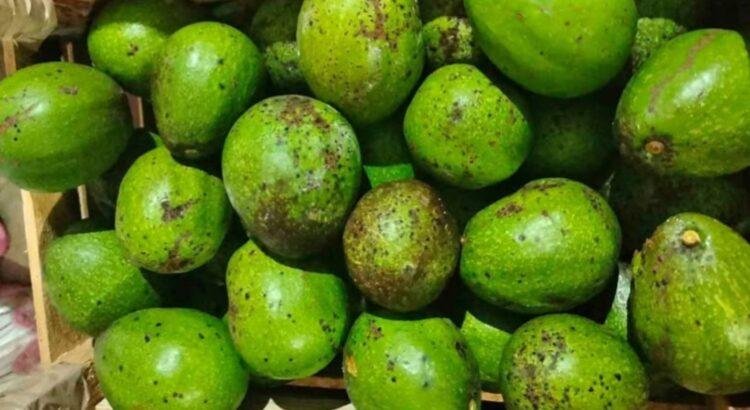 Productores de Colima apuestan por combatir plagas en aguacate con microorganismos