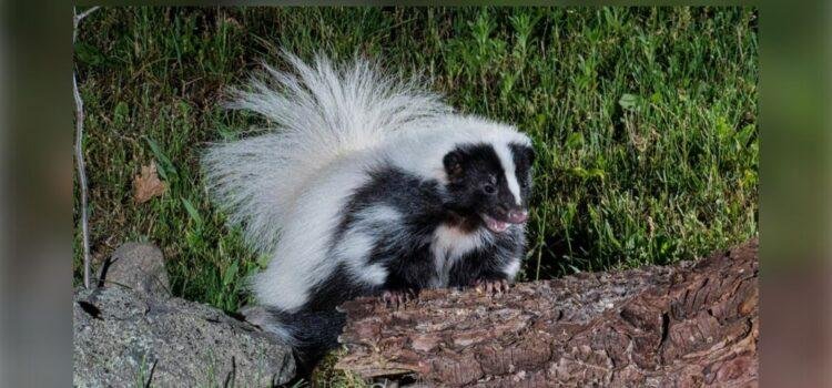 Alertan sobre riesgo de rabia en fauna silvestre en Colima