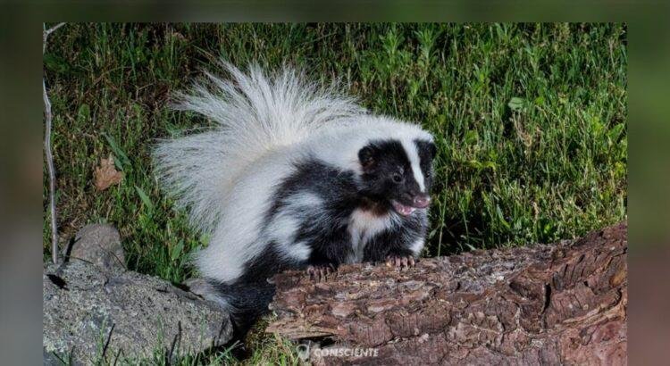 Alertan sobre riesgo de rabia en fauna silvestre en Colima Alertan sobre riesgo de rabia en fauna silvestre en Colima