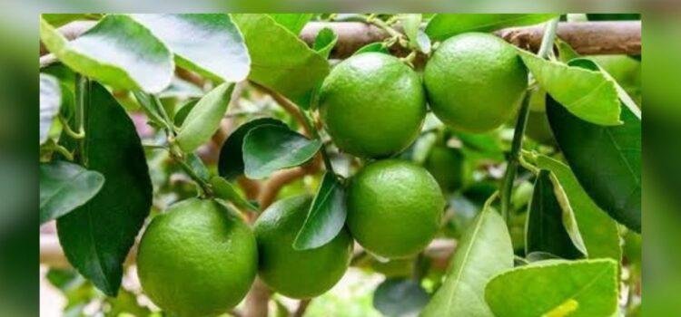 Productores de limón en Colima limitan cosecha ante caída de precios