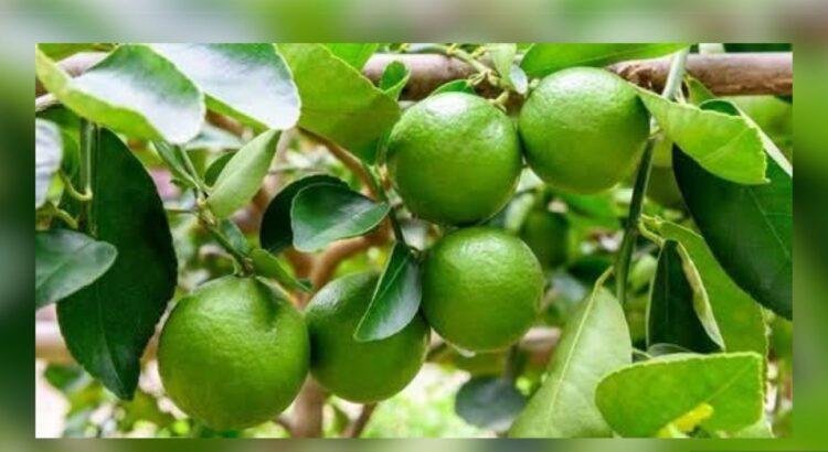 Productores de limón en Colima limitan cosecha ante caída de precios