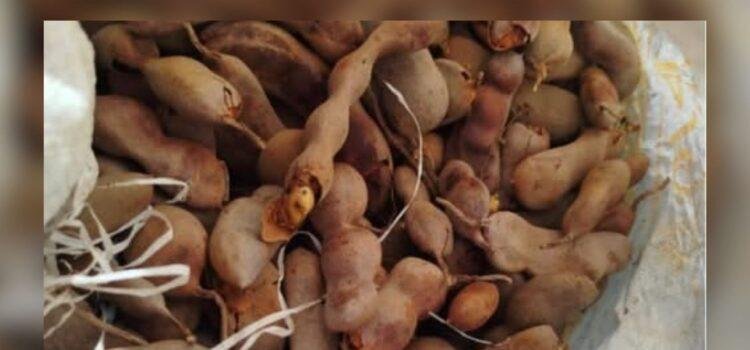 Productores de tamarindo esperan buen precio por cosecha en Colima