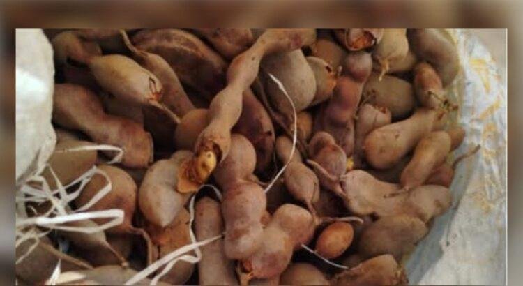 Productores de tamarindo esperan buen precio por cosecha en Colima Productores de tamarindo esperan buen precio por cosecha en Colima