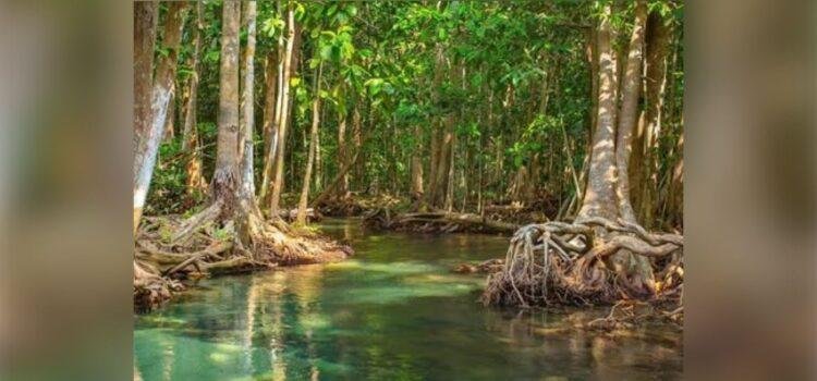 En Colima, más de 3 mil hectáreas de manglar requieren un marco legal