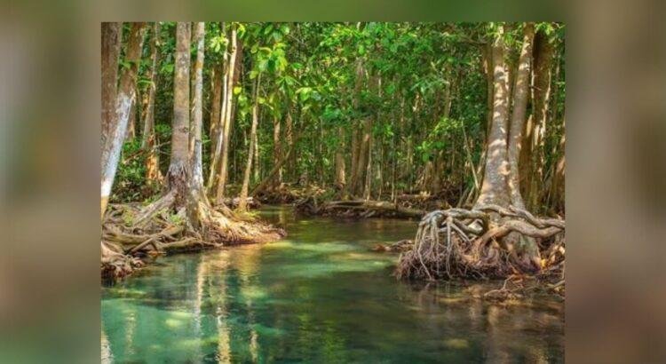 En Colima, más de 3 mil hectáreas de manglar requieren un marco legal