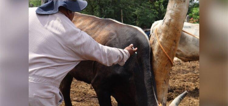 Colima refuerza vacunación para prevenir rabia en el ganado