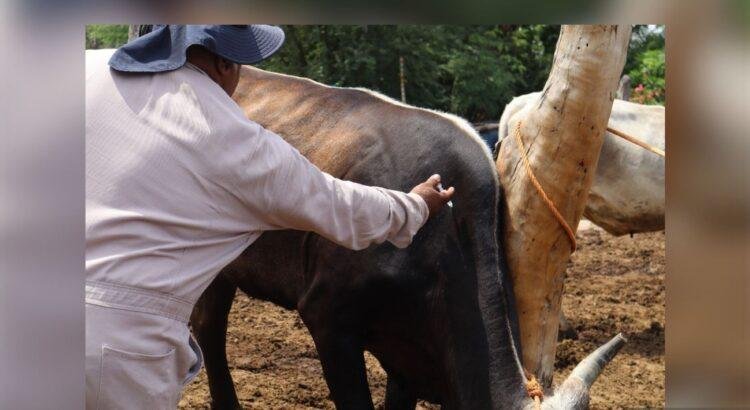Colima refuerza vacunación para prevenir rabia en el ganado Colima refuerza vacunación para prevenir rabia en el ganado