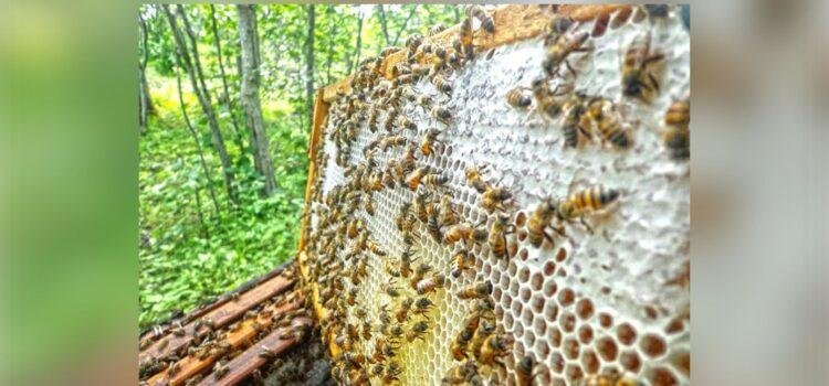 Colima pierde 2 mil 400 colmenas y cae producción de miel