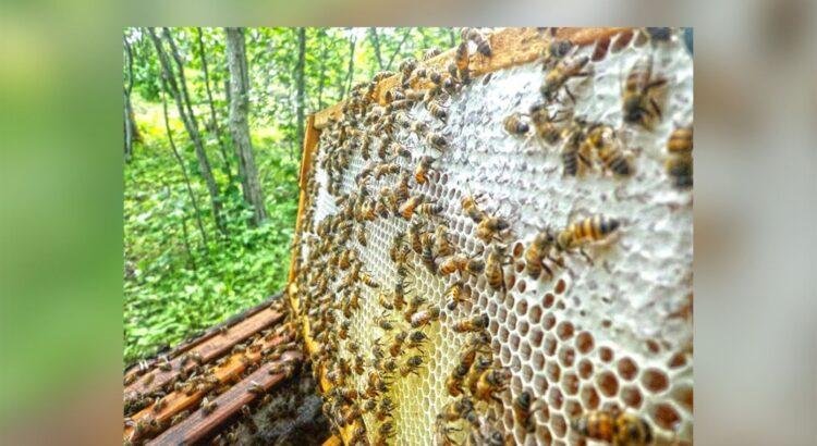 Colima pierde 2 mil 400 colmenas y cae producción de miel Colima pierde 2 mil 400 colmenas y cae producción de miel