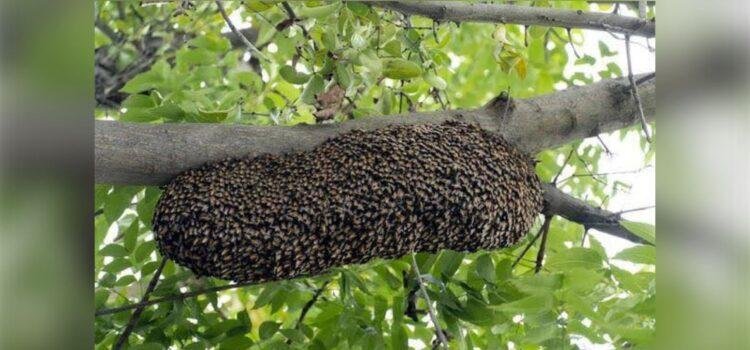 Fumigaciones en Colima provocan aumento de abejas silvestres y pérdida de colmenas