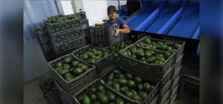 Caída en el precio del aguacate presiona a productores de Colima Caída en el precio del aguacate presiona a productores de Colima