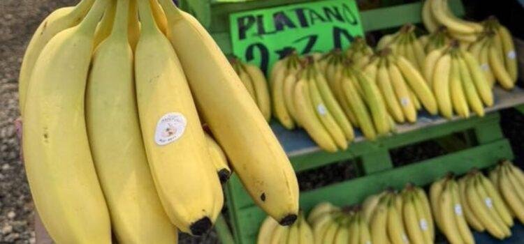 Caída del precio del plátano pone en riesgo el sustento de familias rurales en Tecomán
