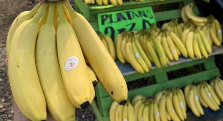 Caída del precio del plátano pone en riesgo el sustento de familias rurales en Tecomán Caída del precio del plátano pone en riesgo el sustento de familias rurales en Tecomán