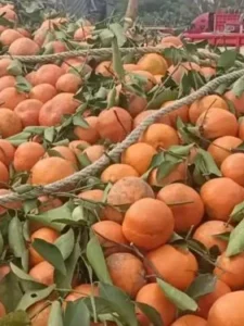 Reportan productores de Veracruz pérdida total de cosecha de naranja