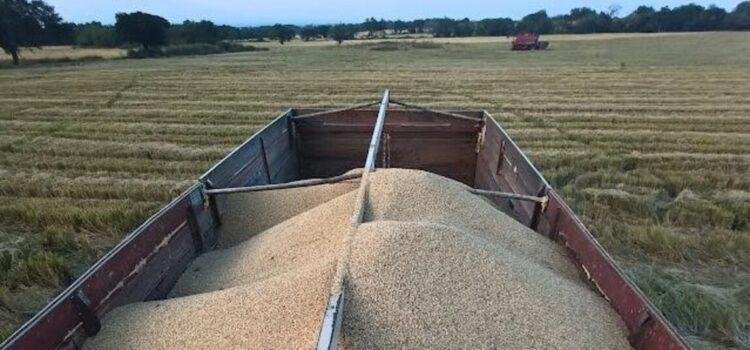 Sader adeuda 33.5 mdp a productores de arroz de Colima desde 2024