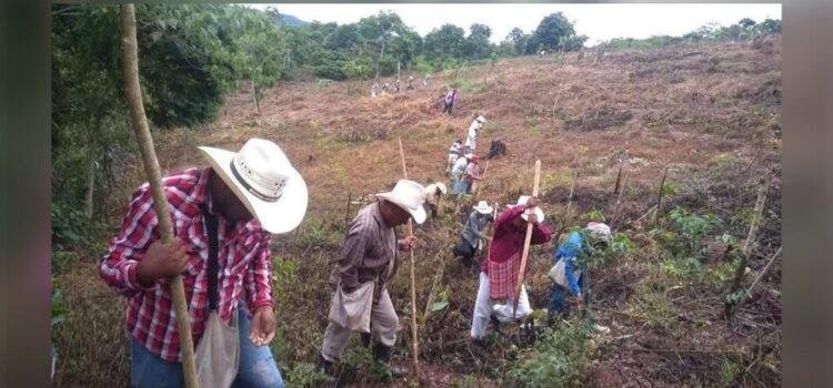 Colima analiza programa de créditos para campesinos ante dificultades de financiamiento Colima analiza programa de créditos para campesinos ante dificultades de financiamiento