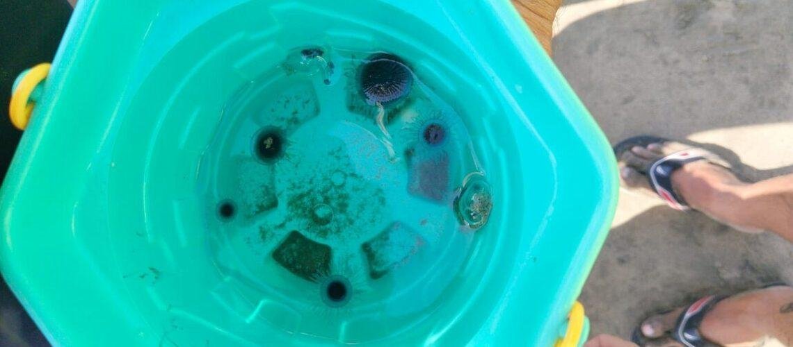 Emiten alerta por presencia de medusas en playa de Santiago