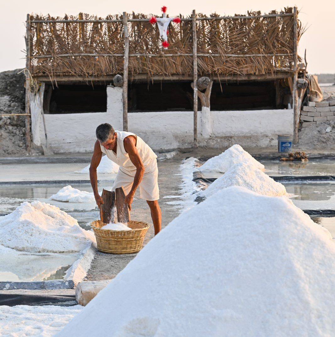 Cosecha de salicornia en Cuyutlán registra cerca del 70% de avance