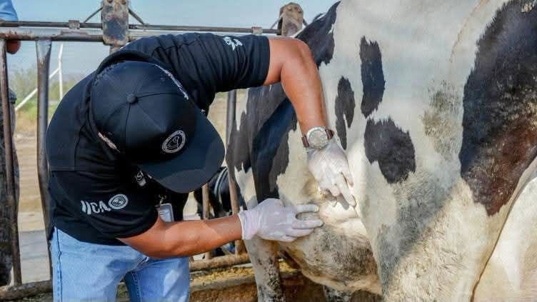 Gusano barrenador suma 241 casos en Colima; ganaderos alertan subregistro